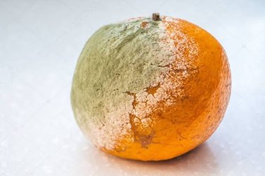 images (31).jpeg